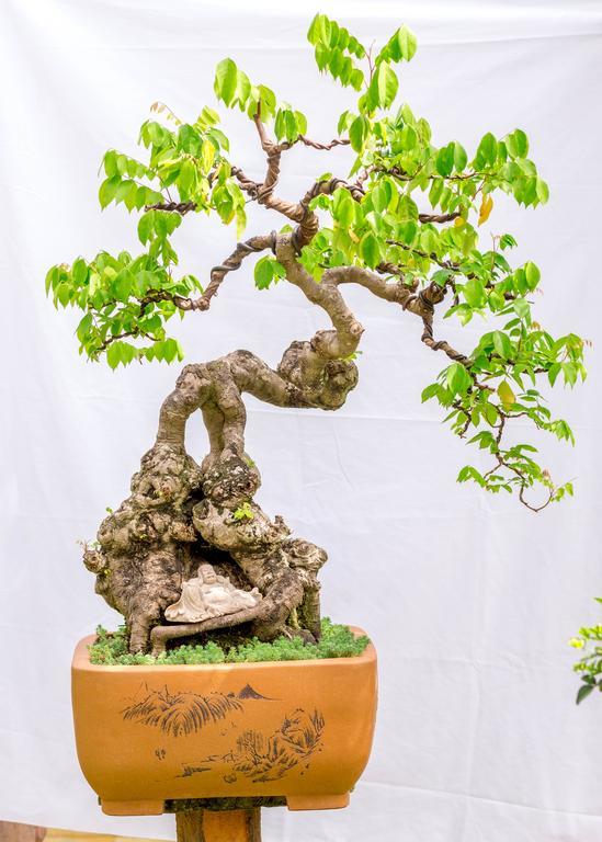 Bonsai Villa Хой Ан Екстериор снимка