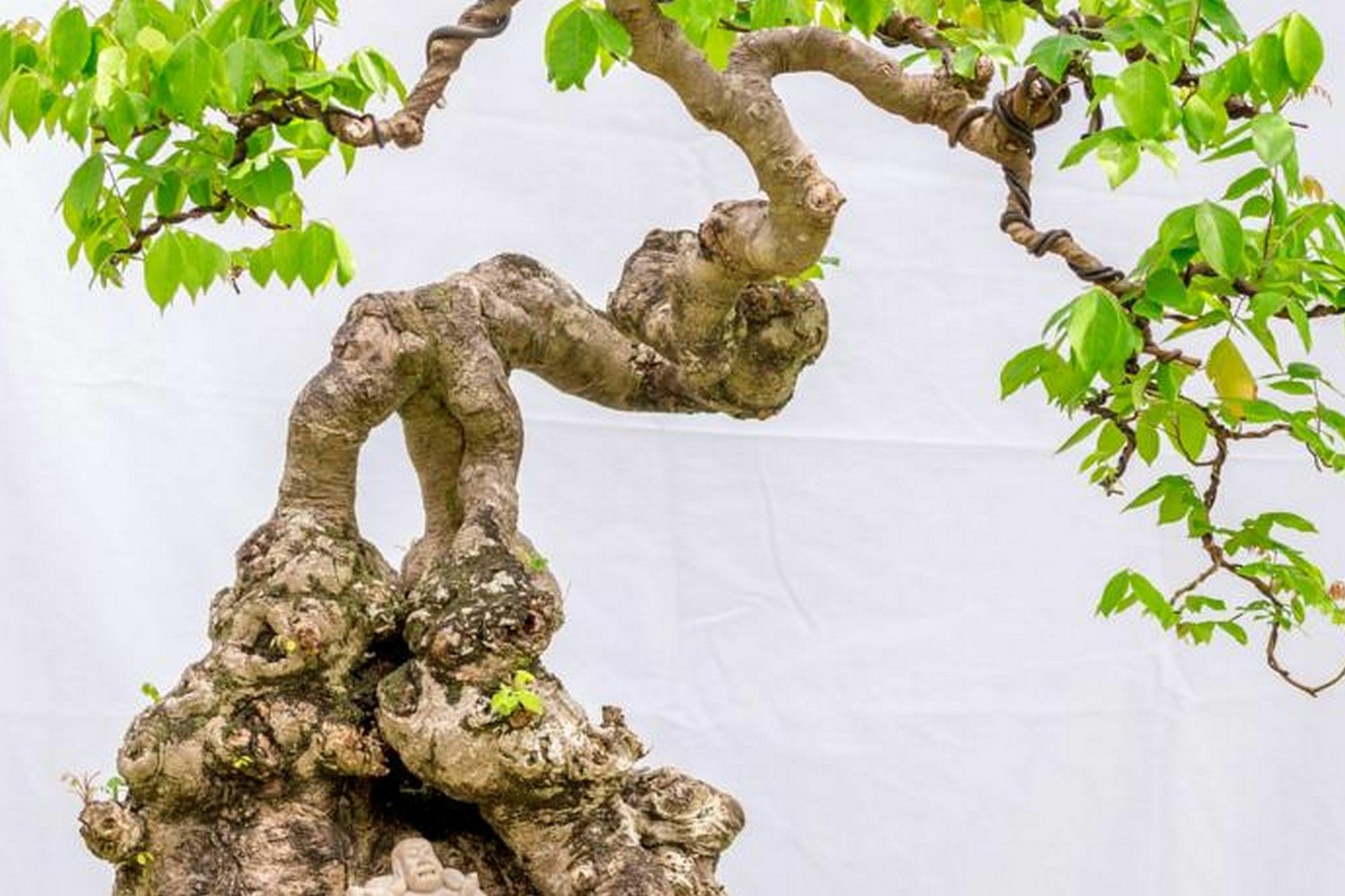 Bonsai Villa Хой Ан Екстериор снимка